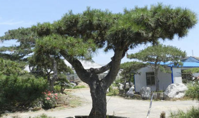 大型古松基地：大型古松種植時哪些問題需注意？